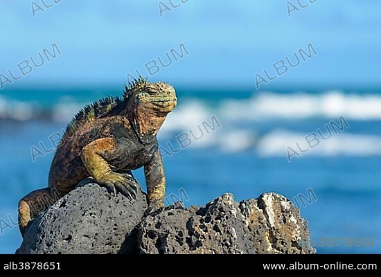 Galápagos marine iguana (Amblyrhynchus cristatus) sunbathing on rock, ocean behind, Tortuga Bay, Santa Cruz Island, Galapagos, Ecuador, South America.