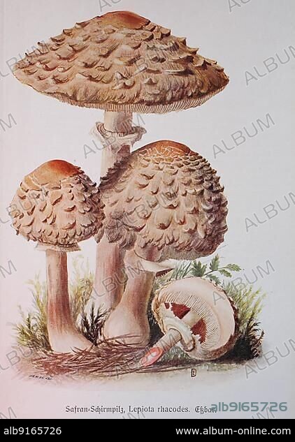 Mushroom, Saffron umbrella mushroom, Common saffron umbrella mushroom or Saffron giant umbrella mushroom, Lepiota rhacodes, Chlorophyllum rachodes syn. Macrolepiota rachodes, Historical, digitally restored reproduction of an illustration by Emil Doerstling (1859-1940).