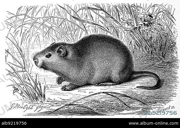 Greater cane rat (Thryonomys swinderianus), one of the two species of cane rats within the porcupine relatives, greater cane rat, also known as the grasscutter, Historic, digitally restored reproduction of a 19th century original, exact original date unknown.
