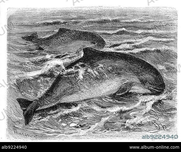 Bottlenose dolphins (Tursiops truncatus), a species of dolphin common in all oceans, Historical, digitally restored reproduction from an 18th century original.