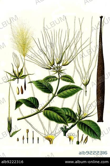 Medicinal plant, Strophantus hispidus, Strophanthus is a genus of plant in the subfamily Apocynoideae within the dog family, Historic, digitally restored reproduction from a 19th century original.