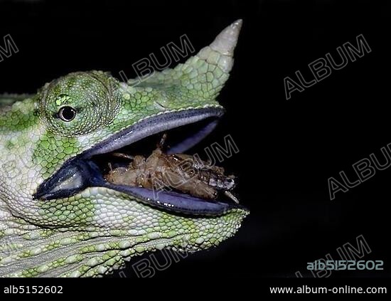 Meller's Chameleon or Giant One-horned Chameleon (Chamaeleo melleri), adult, portrait, feeding on cricket, captive.