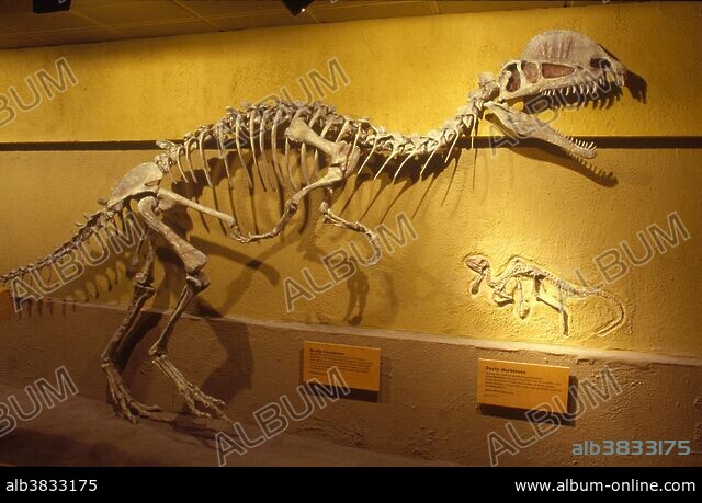 ELDRESO Bone Dinosaur Long エルドレッソ ELDORESO エルドレッソ Bone Dinosaur Long T メンズ レディース