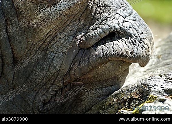Snout of Black Rhinoceros or Hook-lipped rhinoceros (Diceros bicornis), captive.