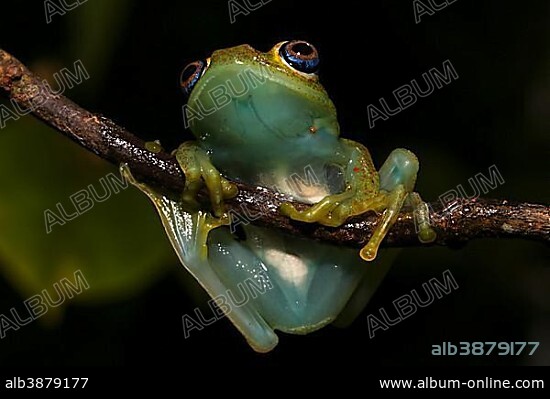 Green bright-eyed frog (Boophis viridis) hanging on branch, Analamazoatra Special Reserve, Andasibe-Mantadia National Park, eastern Madagascar, Madagascar, Africa.