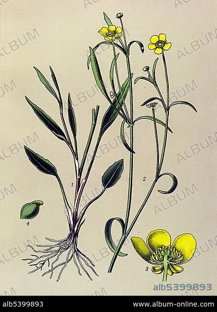 Historic illustration, Lesser Spearwort (Ranunculus flammula), poisonous plant, medicinal plant.