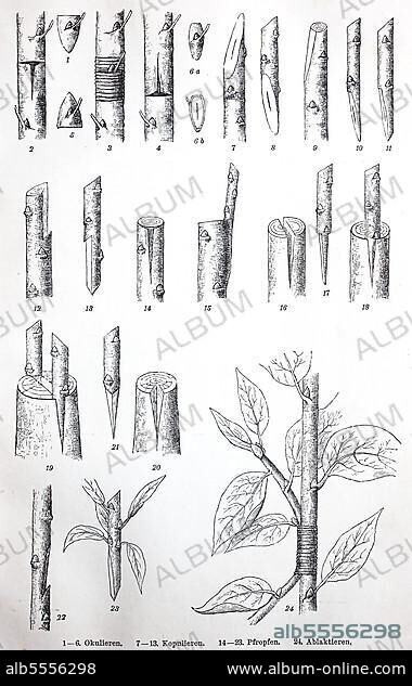 Historische Abbildungen verschiedener Arten von Pfropfungen oder Veredelungen, einer gartenbaulichen Technik, bei der Gewebe von Pflanzen miteinander verbunden werden, damit sie weiter zusammenwachsen, digital restaurierte Reproduktion einer Originalvorlage aus dem 19. Jahrhundert.