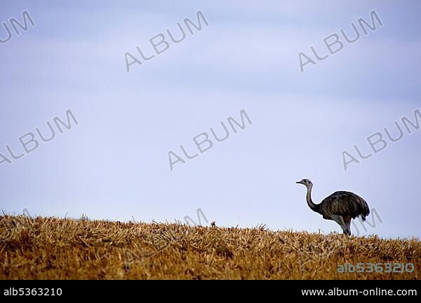 Nandu in the valley of the Wakenitz, Rhea, ostrich-like ratite in a field, Kolonnenweg, Lochplattenweg, inner-German border fortification, Grünes Band, border path, Lauenburg Lakes nature Park, Rothenhusen, Schleswig-Holstein, Germany, Europe.