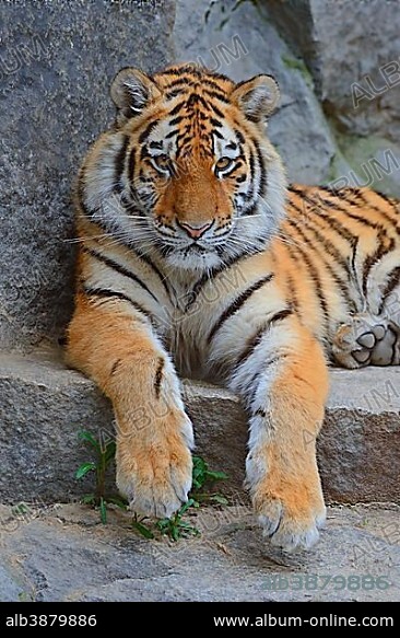 Young Siberian tiger (Panthera tigris altaica) resting on rock, captive.