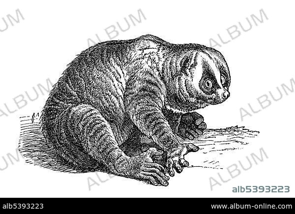 Woodcut, Slow lori (Nycticebus).