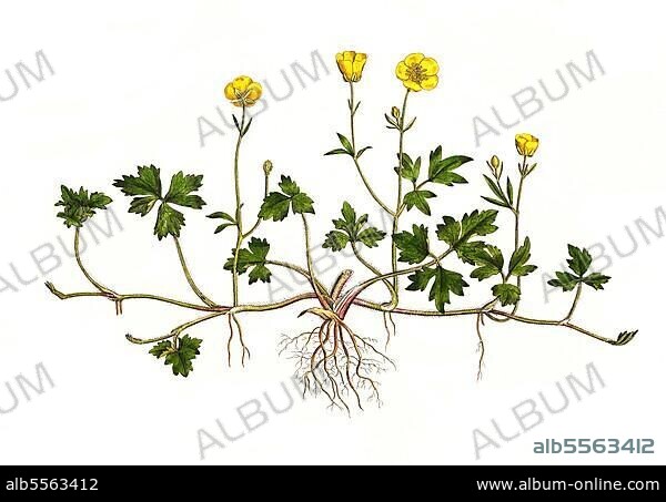 Kriechender Hahnenfuß, Ranunculus repens, digital restaurierte Reproduktion einer Originalvorlage aus dem 19. Jahrhundert, genaues Originaldatum nicht bekannt.