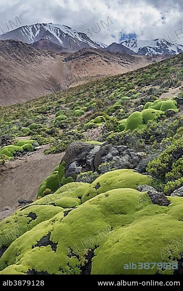 Yareta or Llareta cushion plant (Azorella compacta) growing on the slopes of the Taapacá volcano, Arica y Parinacota Region, Chile, South America.