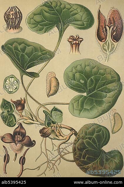Asarabacca or European Wild Ginger (Asarum europaeum), medicinal plant, historical chromolithograph dated to 1880.