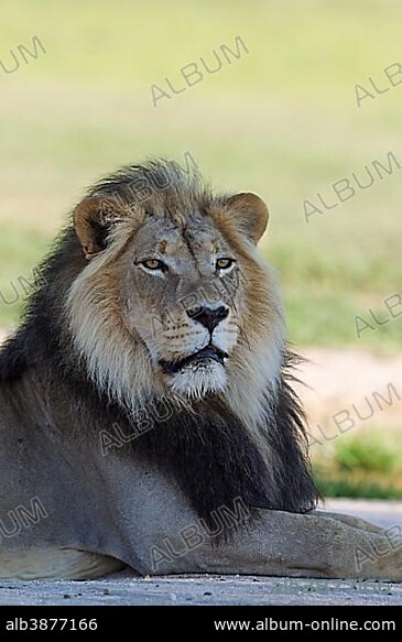 Lion (Panthera leo), black-maned Kalahari male, resting, rainy season with green surroundings, portrait, Kalahari Desert, Kgalagadi Transfrontier Park, South Africa, Africa.