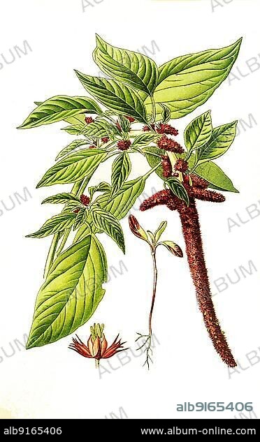 Amarantus caudatus, Love-Lies-Bleeding, pendant amaranth, tassel flower, velvet flower, foxtail amaranth, quilete, garden foxtail, Tausendschön, historical, digially restored reproduction of a 19th century original.