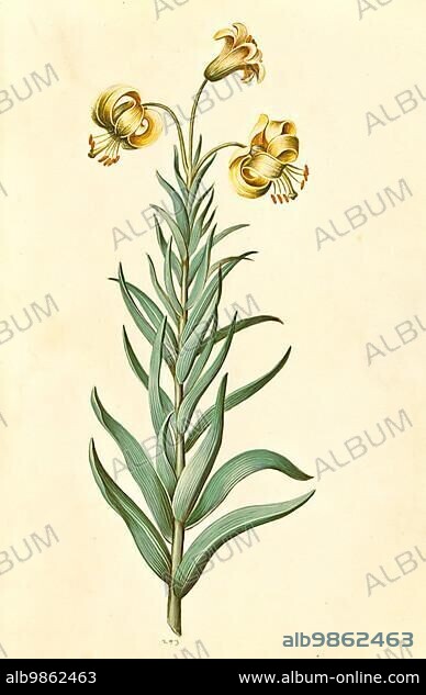 Pyrenean lily (Lilium pyrenaicum) Gouan, is a species from the lily genus, Historic, digitally restored reproduction from a 19th century original.