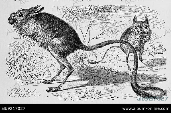 Great jerboa (Allactaga major), is a species of rodent from the genus great jerboa, is a species of rodent, Historic, digitally restored reproduction of a 19th century original, exact original date unknown century.