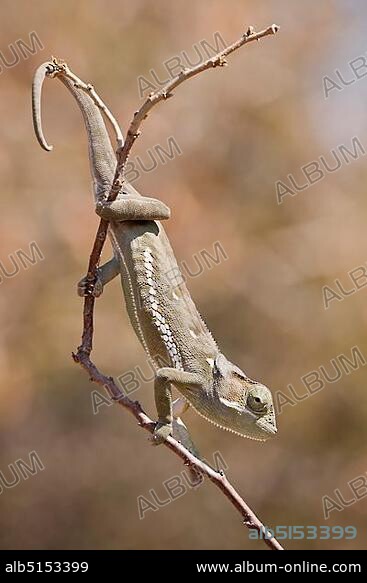 Flap-necked Chameleon (Chamaeleo dilepis), Khamai Reptile Park, Hoedspruit, Greater Kruger National Park, Limpopo Province, South Africa, Africa.