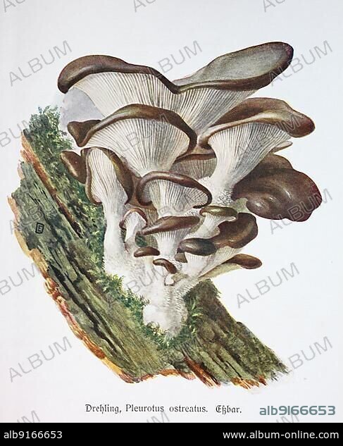 Mushroom, Turning Mushroom, oyster mushroom (Pleurotus ostreatus) or Oyster Mushroom, Historical, digitally restored reproduction of an illustration by Emil Doerstling (1859-1940).