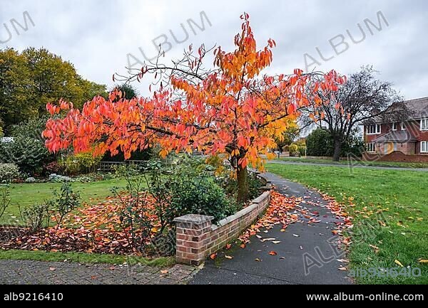 Bird Cherry (Prunus padus) tree in autumn in East Grinstead.