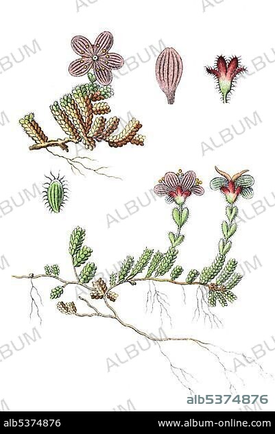 Purple saxifrage (Saxifraga oppositifolia), medicinal and useful plant, chromolithograph, 1881, historical illustration.