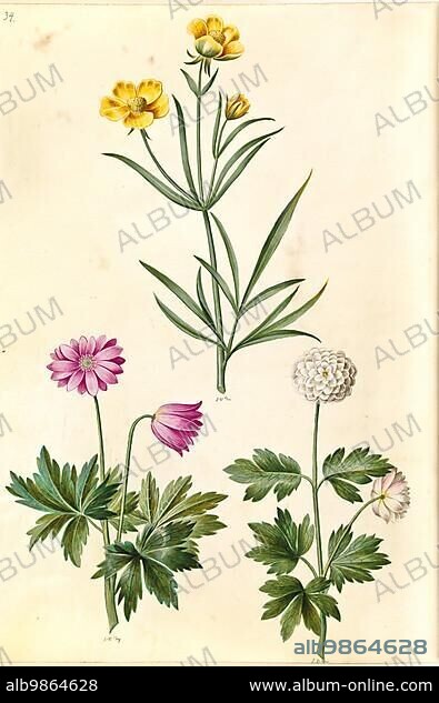 Ranunculus illyricus, steppe buttercup, Anemonoides nemorosa, Syn., white anemone (Anemone nemorosa) Historic, digitally restored reproduction from a 19th century original.