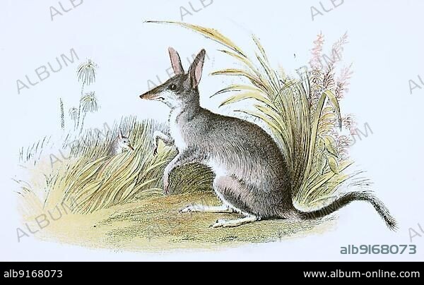 Greater bilbies (Macrotis lagotis), is a species of marsupial living in Australia, digitally restored reproduction of an original 19th-century original.