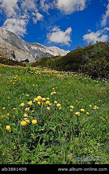 Globe-flower (Trollius europaeus), Berchtesgaden National Park, Bavaria, Germany, Europe.