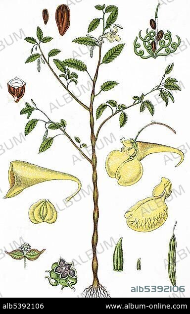 Touch-me-not, Yellow Balsam, Jewelweed or Wild Balsam (Impatiens noli-tangere), medicinal and useful plant, chromolithograph, 1881, historical illustration.