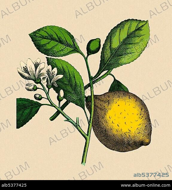 Lemon tree, historical illustration, Moritz Willkomm, Natural History of the Plant World, 4th Edition, Esslingen and Munich, 1887, table 27, No. 8.