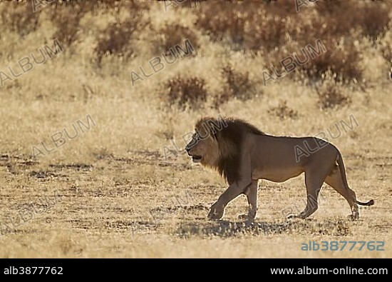 Kalahari-Lion (Panthera leo vernayi), black-maned male, roaming in the dry Auob riverbed, Kalahari Desert, Kgalagadi Transfrontier Park, South Africa, Africa.