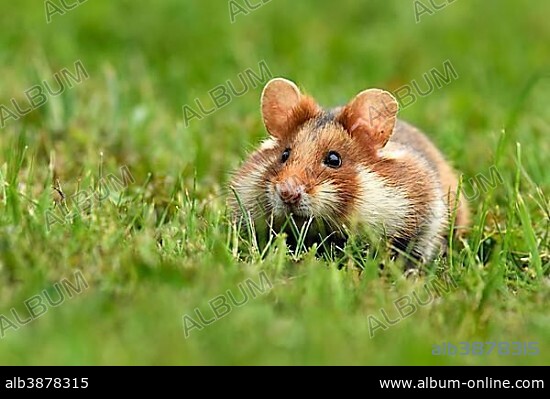 European hamster (Cricetus cricetus) sitting in meadow, Austria, Europe.