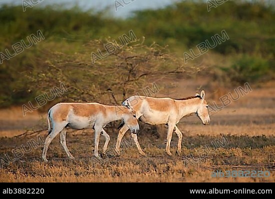 Onagers or Asiatic wild asses (Equus hemionus), endangered species, Little Rann of Kutch, Gujarat, India, Asia.