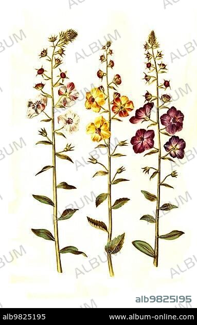 Cocklebur; also cocklebur (Verbascum blattaria); Purple mullein (Verbascum phoeniceum); also Phoenician mullein or Purple mullein; Historical; digitally restored reproduction from a 19th century original.