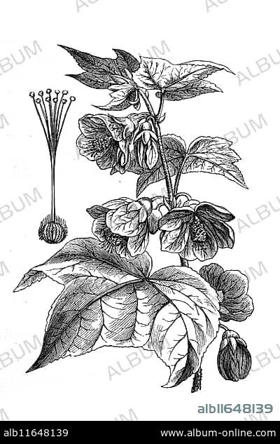 Callianthe darwinii, Abutilon darwinii, is a popular ornamental plant in hot regions with a humid climate, Historical, digital reproduction of an original from the 19th century.