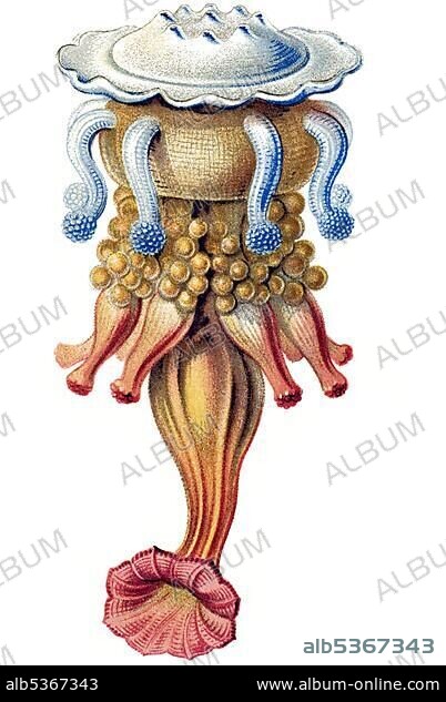 Historic illustration, tablet 17, title Siphonophorae, Jellyfish, name Porpema, Discalia medusina, side view, Ernst Haeckel, Kunstformen der Natur, "Art Forms in Nature".