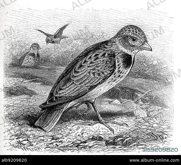 Bird, Calandra Lark (Melanocorypha calandra) (Alaudidae) is a species of bird belonging to the lark family, Historic, digitally restored reproduction from a 19th century original.