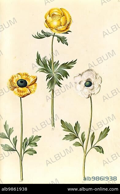 Globeflower (Trollius europaeus), European meadow plum, Asian buttercup (Ranunculus asiaticus), garden buttercup, Historic, digitally restored reproduction from a 19th century original.