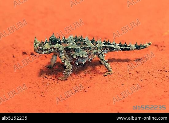 Thorny Devil, Thorny Dragon, Mountain Devil, Thorny Lizard (Moloch horridus), feeding, desert, Outback, Northern Territory, Australia, Oceania.