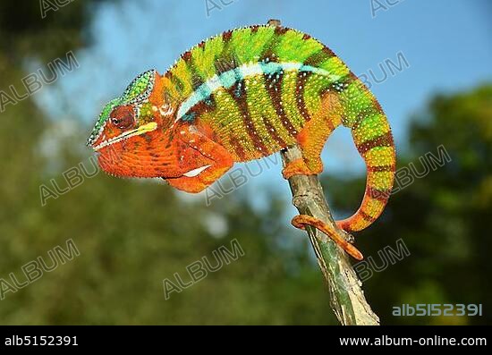 Panther chameleon (Furcifer pardalis) in the northwest of Madagascar, Africa, Indian Ocean.
