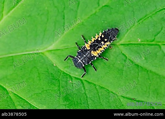 Asian Lady Beetle (Harmonia axyridis), larva, North Rhine-Westphalia, Germany, Europe.
