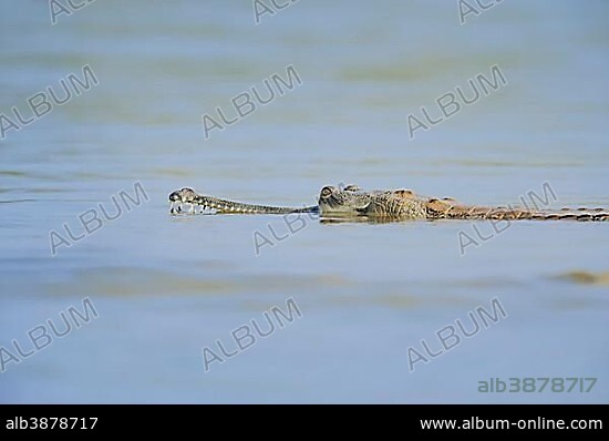 Indian Gharial, Gavial or Fish-eating Crocodile (Gavialis gangeticus) swimming in water, Uttar Pradesh, India, Asia.