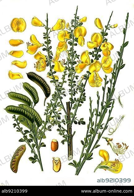 Medicinal plant, Broom, Common broom (Cytisus scoparius), Historical, digitally restored reproduction from an 18th century original.