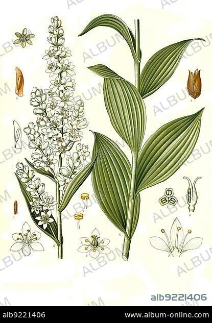 Medicinal plant, white false hellebornes (Veratrum album), also White Germer and White hellebore, poisonous plant species from the genus Germer, Historical, digitally restored reproduction from a 19th century original.