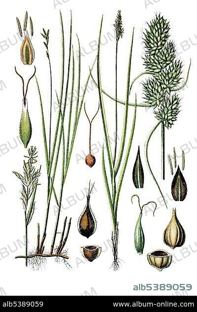 Forest hair sedge (Carex brizoides), left, and Fox Sedge (Carex vulpina or vulpinoidea), right, medicinal plant, historical chromolithography, circa 1796.