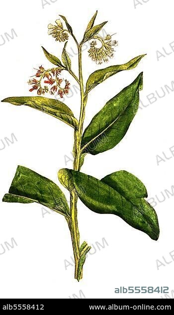 Echte Beinwell (Symphytum officinale), auch Gemeiner Beinwell, Beinwell, Arznei-Beinwell, Beinwurz, digital restaurierte Reproduktion einer Originalvorlage aus dem 19. Jahrhundert, genaues Originaldatum nicht bekannt.