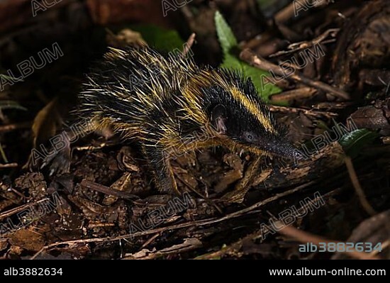 Lowland streaked tenrec (Hemicentetes semispinosus), Mandraka Park, Madagascar, Africa.