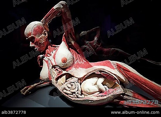 Plastinate, woman, eight months pregnant, Body Worlds, Menschen Museum, Berlin, Germany, Europe.