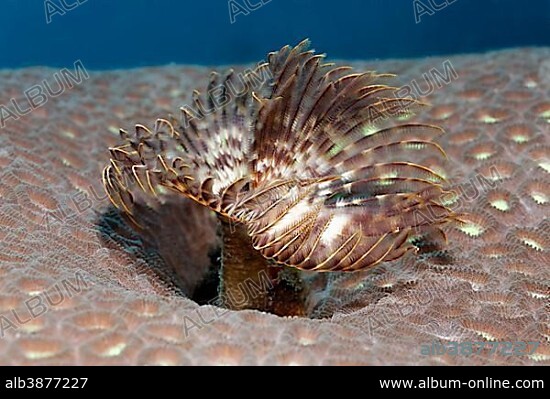 Feather Duster Worm (Sabellastarte sp.), on stony coral, Sabang Beach, Puerto Galera, Mindoro, Philippines, Asia.