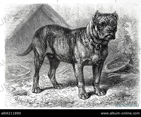 Bullbiter molossus hibernicus, bullbiter or bearbiter belonged to the dog-like domestic dogs (Canis familiaris) that were originally used for hunting deer, historical, digitally restored reproduction of an original from the 19th century, exact original date unknown.